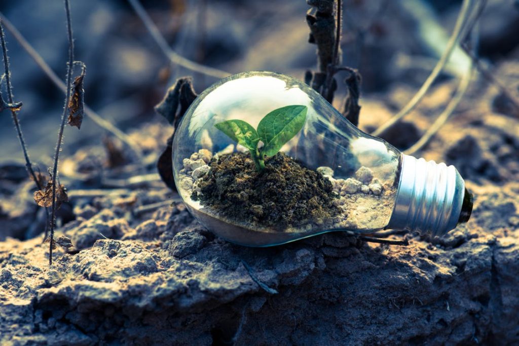 Tips for Lowering Your Electricity Bill, Clear Light Bulb Planter on Gray Rock - Free Stock Photo