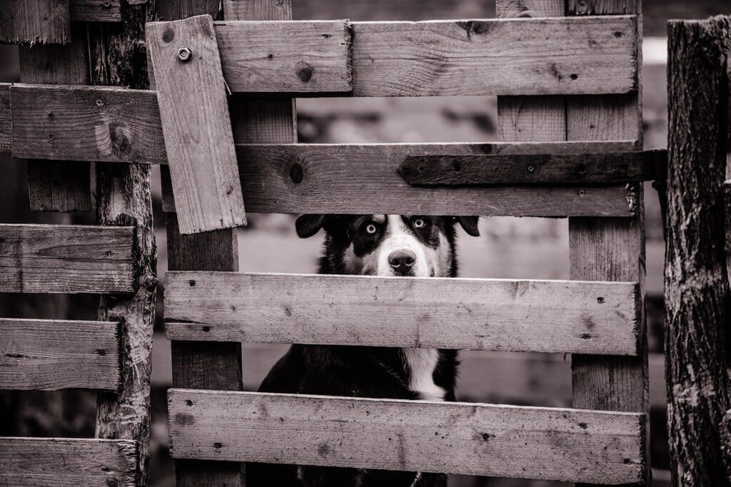 Adult Kelpie Dog Behind Wooden Fence