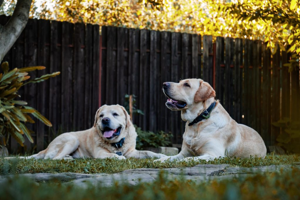 Labrador Retriever Dogs. Pet Tech Products.