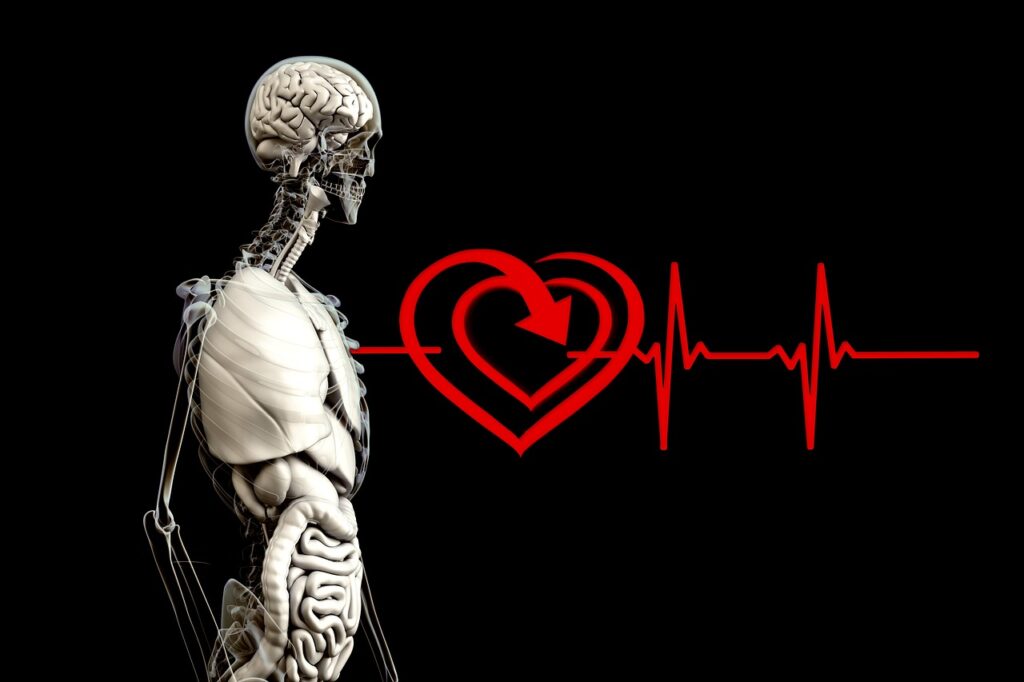 Anatomy Human Heart Pulse Frequency Heart Rate.