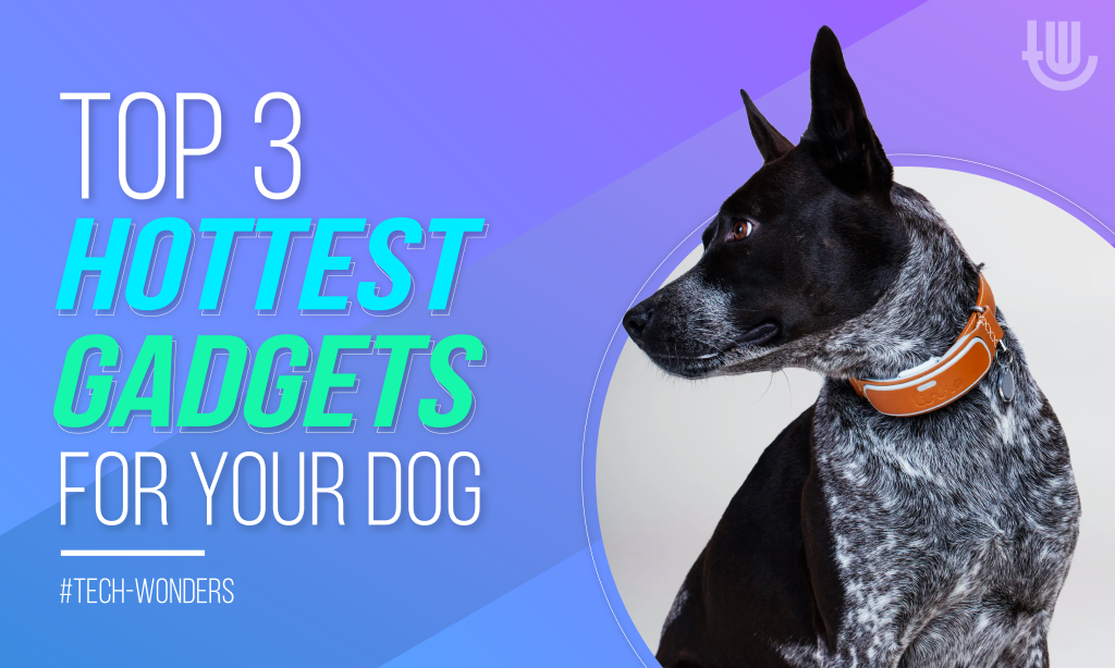 Top 3 Hottest Gadgets for Your Dog: 