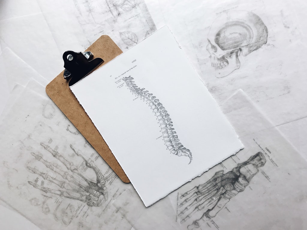 Spinal Cord print manual photo