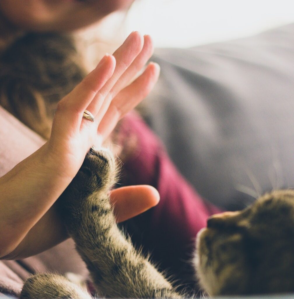 Person Giving High Five to Grey Cat