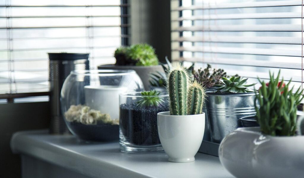 pots plants cactus succulents