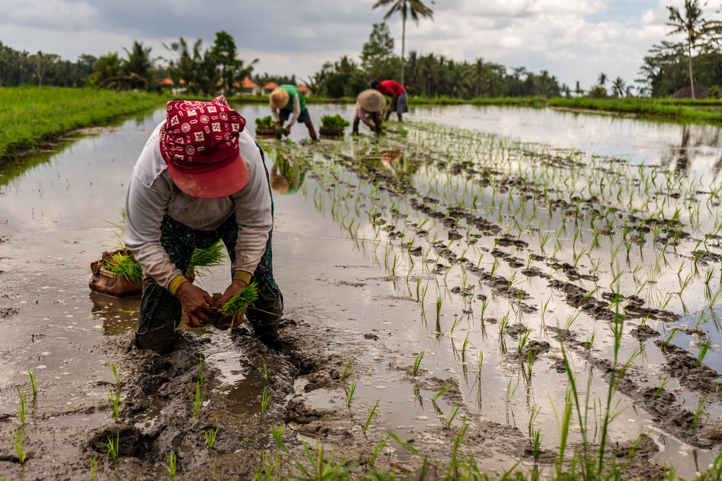 Rice farming, Workers at a rice paddy in Ubud manually planting