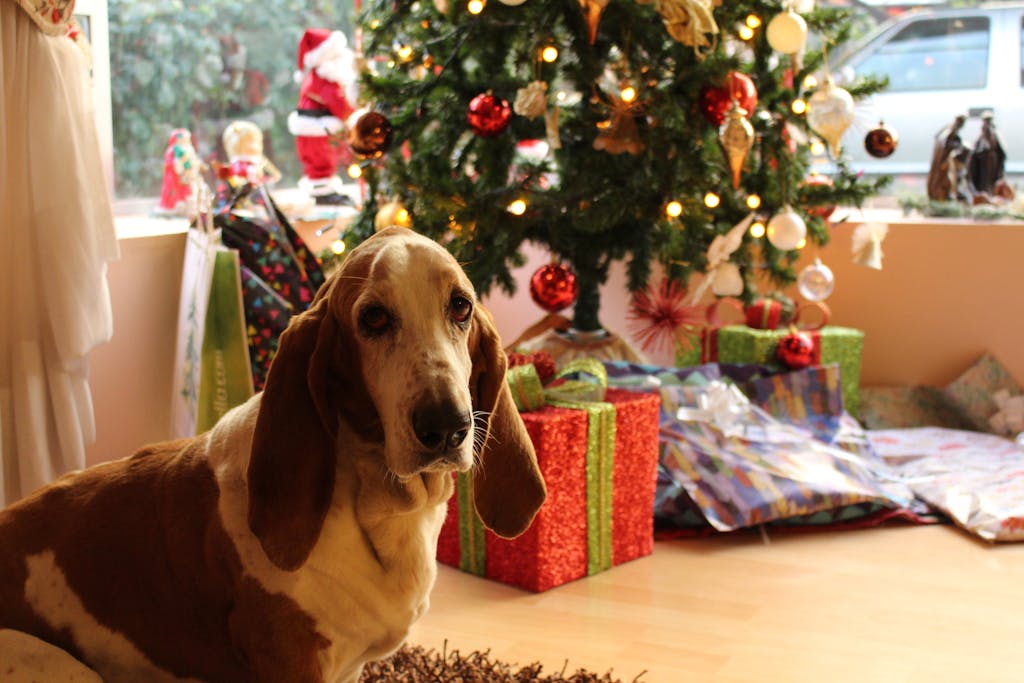 Tan and White Basset Hound Near the Christmas Tree, Christmas Gifts.